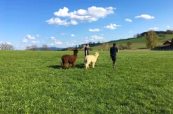 Alpakawanderung Furth im Wald