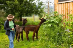 Alpakawanderung Furth im Wald