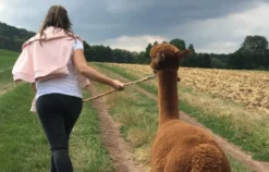 Alpaka Wanderung Heiligenstadt für 2