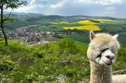 Alpaka Wanderung inkl. Imbiss Wilbich