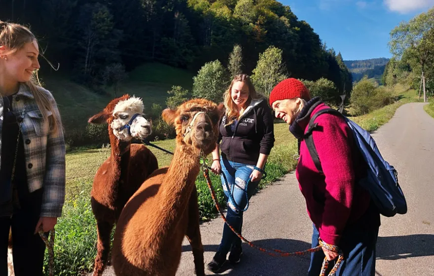 Alpaka Wanderung Kleines Wiesental für 2