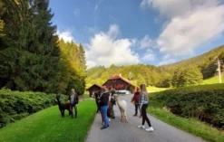 Alpaka Wanderung Kleines Wiesental für 2