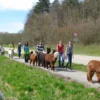 Alpaka Wanderung Kraichtal (3 Std.)