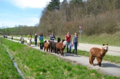 Alpaka Wanderung Kraichtal (3 Std.)