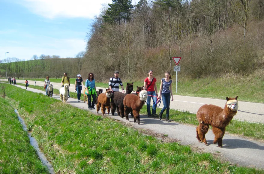 Alpaka Wanderung Kraichtal (3 Std.)
