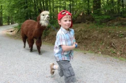 Alpaka Wanderung Kraichtal (1,5 Std.)