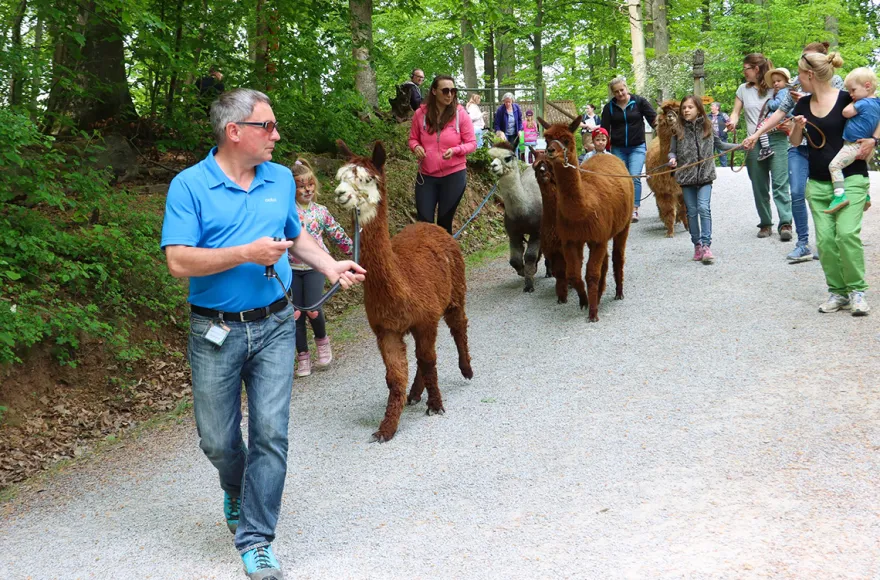 Alpaka Wanderung Kraichtal (1,5 Std.)