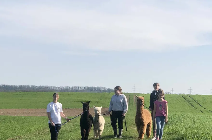 Alpakawanderung Langenfeld