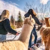 Alpaka Wanderung Lechbruck am See für 2