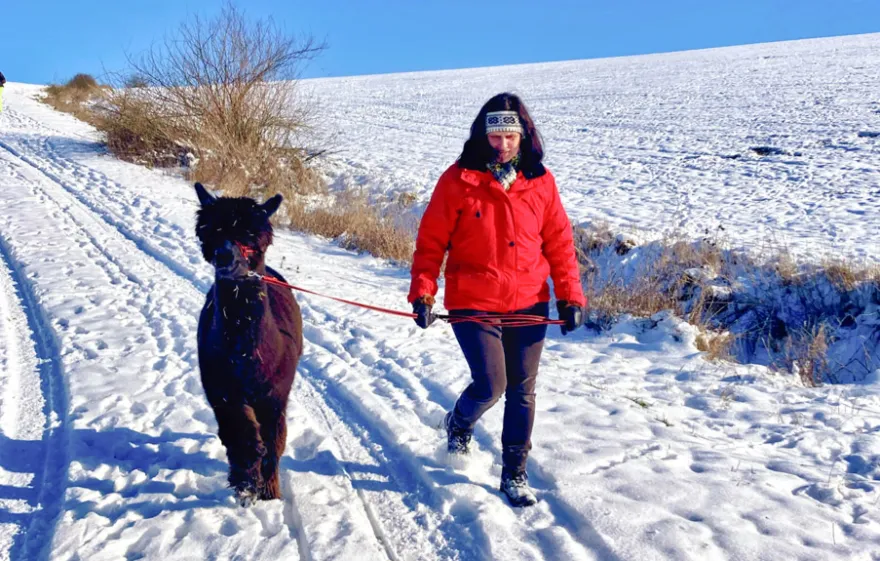 Alpaka Wanderung mit Glühwein Arnstein für 2