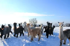 Alpaka Wanderung mit Glühwein