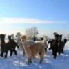 Alpaka Wanderung mit Glühwein Sankt Thomas am Blasenstein