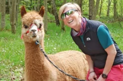 Alpaka Wanderung mit Picknick für 2 Waldenbuch