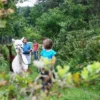 Alpaka Wanderung Neckar-Odenwald-Kreis