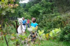 Alpaka Wanderung Neckar-Odenwald-Kreis