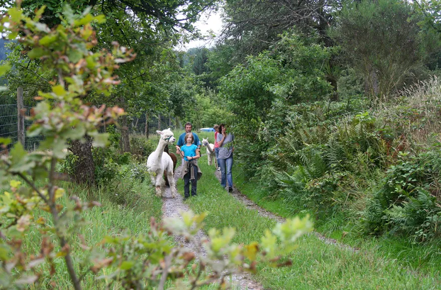 Alpaka Wanderung Neckar-Odenwald-Kreis