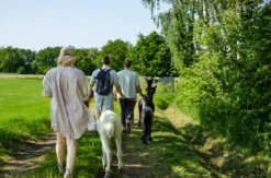 Alpaka Wanderung Petershagen