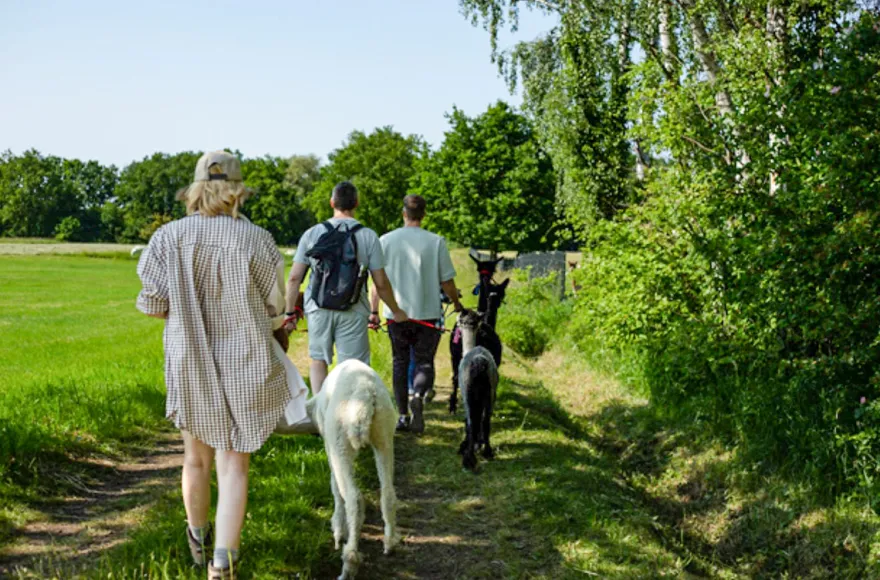 Alpaka Wanderung Petershagen