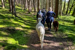 Alpaka Wanderung Raum Dachau (2,5 Std.)