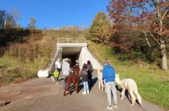 Alpaka Wanderung St. Egidien für 2