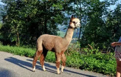Alpaka Wanderung St. Paul im Lavanttal für 2
