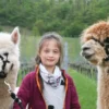 Alpaka Wanderung Vaihingen an der Enz