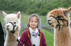 Alpaka Wanderung Vaihingen an der Enz