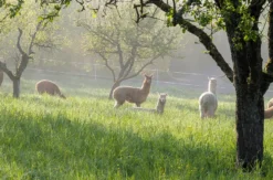 Alpaka Wanderung Vaihingen an der Enz