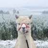 Alpaka Wanderung Waldkirch