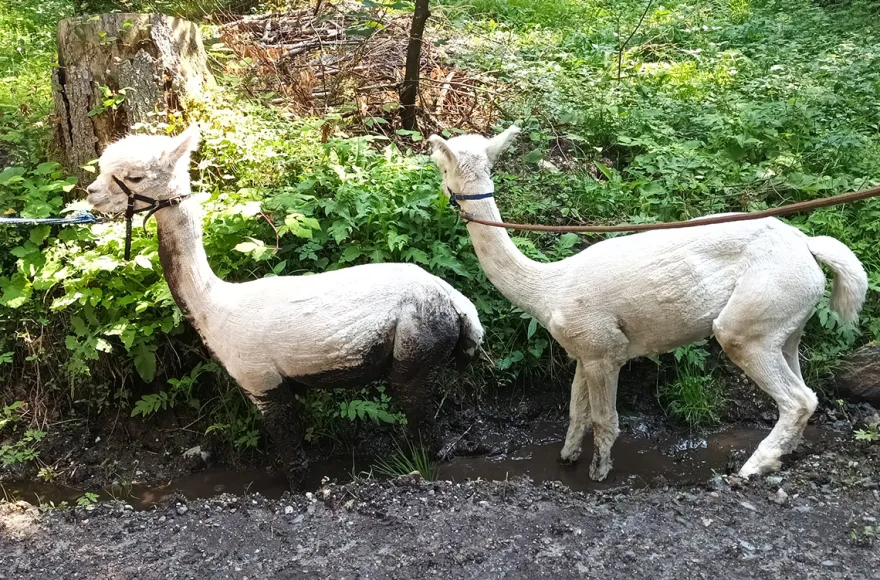Alpakawanderung Wernberg