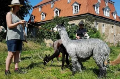 Alpaka Wanderung Wiederoda für 2