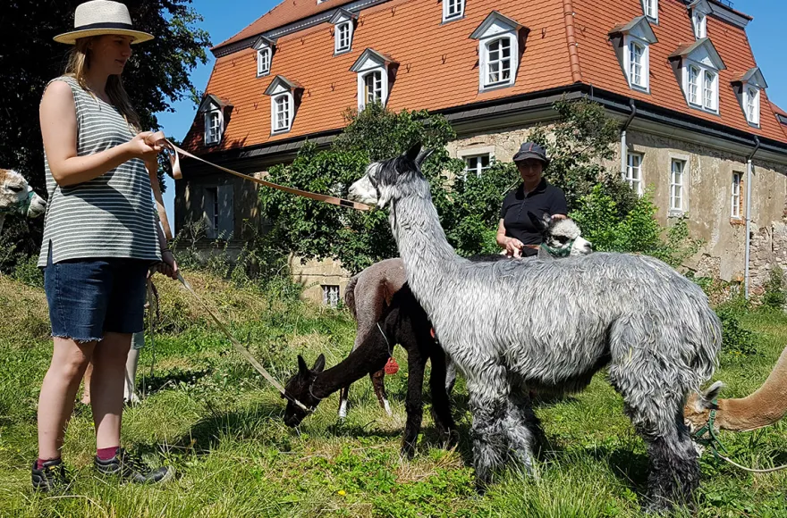 Alpaka Wanderung Wiederoda für 2