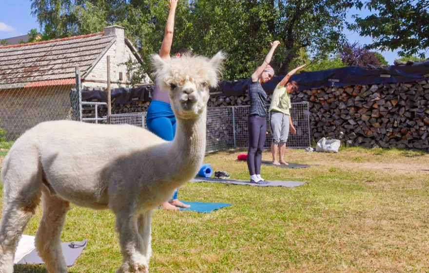 Alpaka Yoga für 2 Arnstein