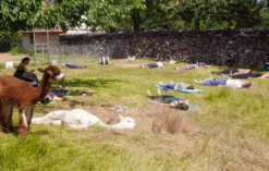 Alpaka Yoga für 2 Arnstein