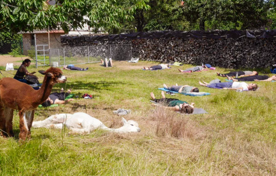 Alpaka Yoga für 2 Arnstein