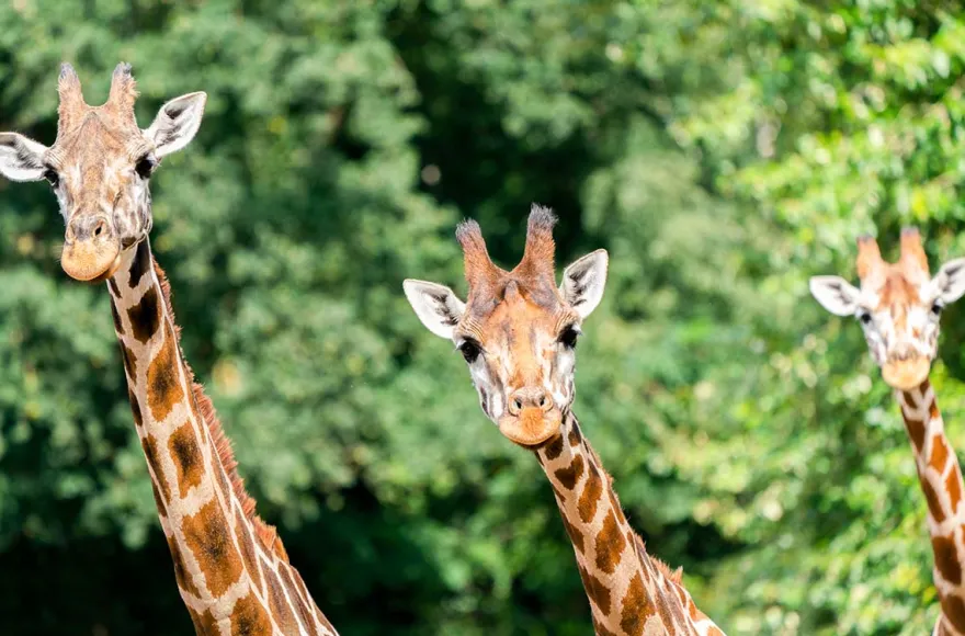Außergewöhnlich Übernachten im Serengeti-Park inkl. Bus-Safari für 2 (1 Nacht)