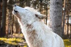 Außergewöhnlich Übernachten im Baumhaus im Wolfcenter Dörverden für 2 (1 Nacht)