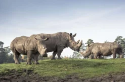 Außergewöhnlich Übernachten im Serengeti-Park für 2 (1 Nacht)