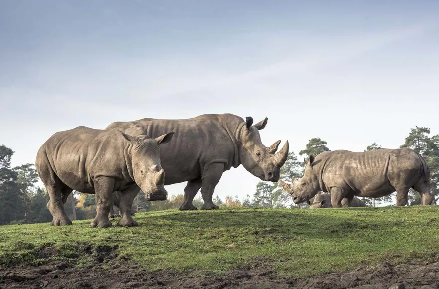 Außergewöhnlich Übernachten im Serengeti-Park für 2 (1 Nacht)