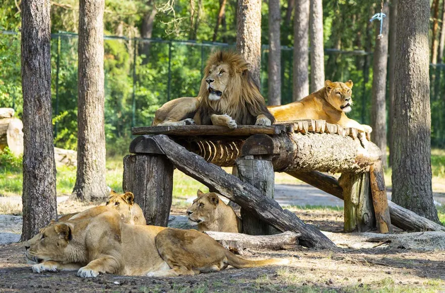 Außergewöhnlich Übernachten im Serengeti-Park für 2 (1 Nacht)