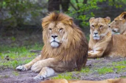 Außergewöhnlich Übernachten im Serengeti-Park für 2 (1 Nacht)