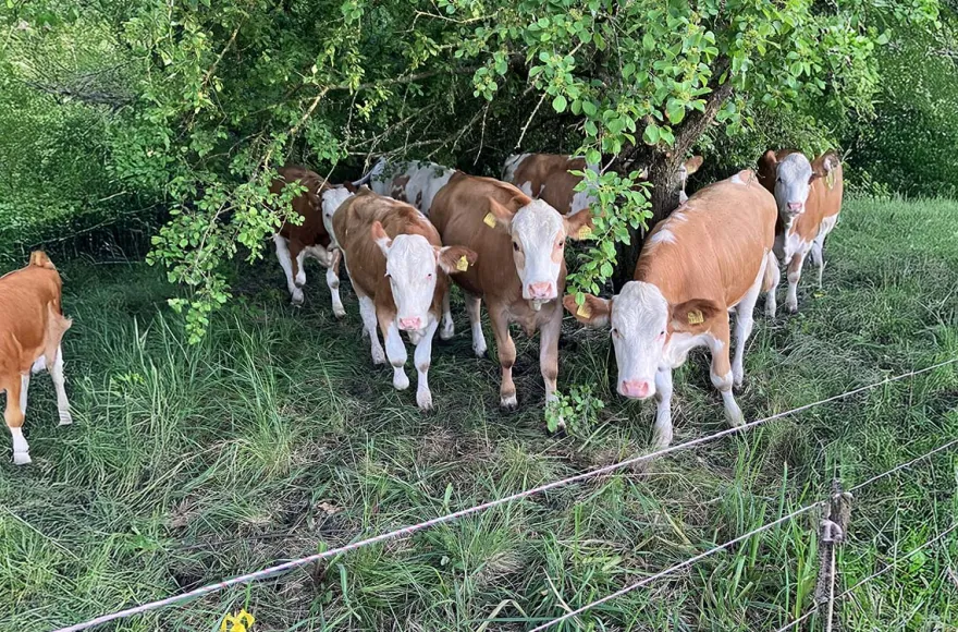 Bauernhof Besuch Mertingen
