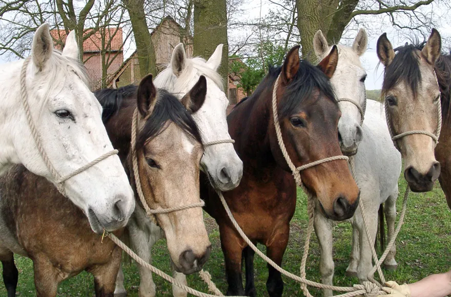 Berittenes Bogenschießen Neustadt am Rübenberge