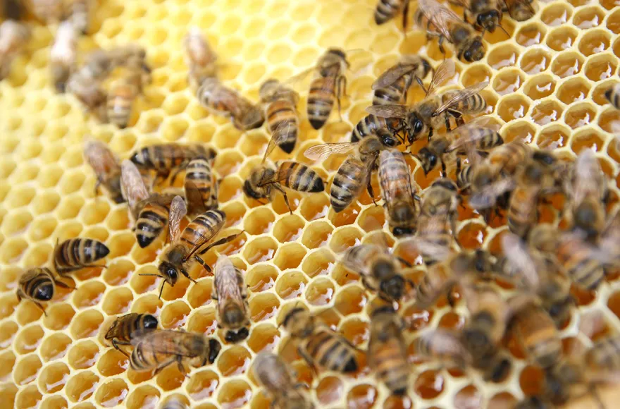 Bienenseminar mit Verkostung für 2 Bühl
