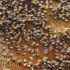 Bienenseminar mit Verkostung Bühl
