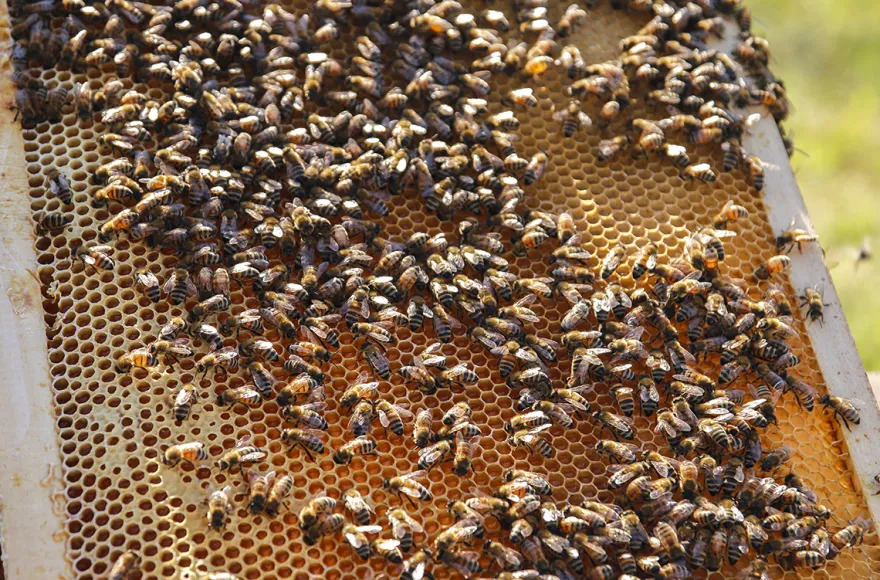 Bienenseminar mit Verkostung Bühl