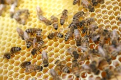 Bienenseminar mit Verkostung Bühl