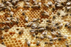 Bienenseminar mit Verkostung Bühl