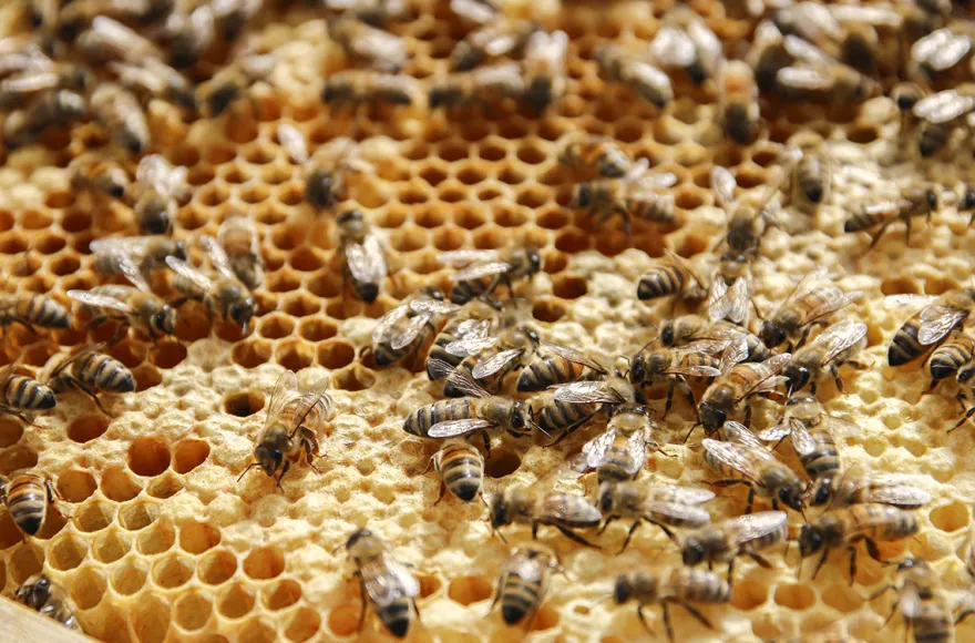 Bienenseminar mit Verkostung Bühl