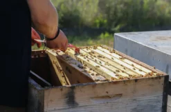 Bienenseminar mit Verkostung Bühl